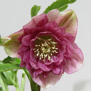 �y�v���~�A���w���{�z�����_������̃v���~�A���N���X�}�X���[�Y�q�_�u���r�O���b�V�[�J���[�@�y�[���s���N�@�t���~�X�g�@�J�Ԋ��@4�D5���|�b�g�A���@����1���I�yNO.1�z