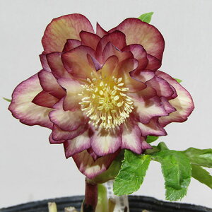 �y�v���~�A���w���{�z�����_������̃v���~�A���N���X�}�X���[�Y�q�_�u���r�A�v���R�b�g�S�[���h�O���f�[�V�����@�J�Ԋ��@4�D5���|�b�g�A���@����1���I�yNO.8�z