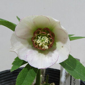 �y�v���~�A���w���{�z�����_������̃v���~�A���N���X�}�X���[�Y�q�Z�~�_�u���r�t���O�����X�@�i��@�J�Ԋ��@4�D5���|�b�g�A���@����1���I�yNO.10�z