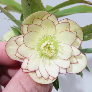 �y�v���~�A���w���{�z�@�����_������̃v���~�A���N���X�}�X���[�Y�@�q�_�u���r�@�O���b�V�[�J���[���@�N���[���C�G���[�s�R�e�B�[�n�@�i�����j�@�J�Ԋ��@4�D5���|�b�g�A���@����1���I