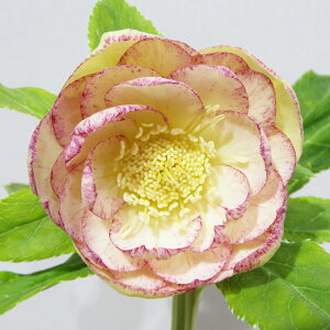 �y�v���~�A���w���{�z�@�����_������̃v���~�A���N���X�}�X���[�Y�@�q�_�u���r�@�����ӂ�A�v���R�b�g�S�[���h�@�J�Ԋ��@4�D5���|�b�g�A���@����1���I�yNO.23�z