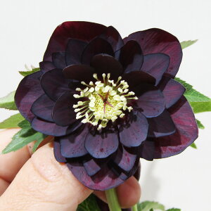 �y�v���~�A���w���{�z�@�����_������̃v���~�A���N���X�}�X���[�Y�@�q�_�u���r�@�_�[�N�p�[�v���S�[���h�n�C�u���b�h�@�J�Ԋ��@4�D5���|�b�g�A���@����1���I�yNO.27�z