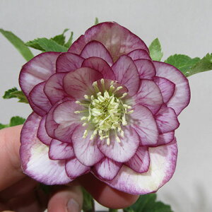 �y�v���~�A���w���{�z�@�����_������̃v���~�A���N���X�}�X���[�Y�@�q�_�u���r�@�j���A���X�p�[�v���x�C���@�J�Ԋ��@4�D5���|�b�g�A���@����1���I�yNO.28�z