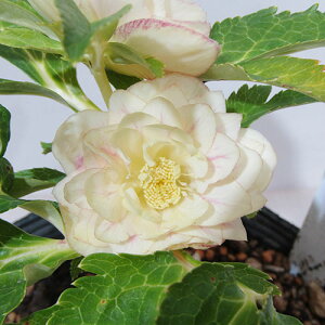 �y�v���~�A���w���{�z�@�����_������̃v���~�A���N���X�}�X���[�Y�@�q�_�u���r�@�v���}���F�[���S�[���h�@�J�Ԋ��@4�D5���|�b�g�A���@����1���I�yNO.30�z