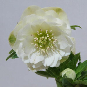 �y�v���~�A���w���{�z�@�����_������̃v���~�A���N���X�}�X���[�Y�@�q���ك_�u���r�@�z���C�g�n�@�J�Ԋ��@4�D5���|�b�g�A���@����1���I�yNO.31�z