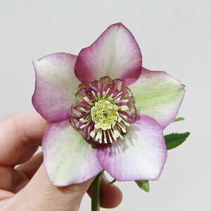 �y�v���~�A���w���{�z�@�����_������̃v���~�A���N���X�}�X���[�Y�@�q�Z�~�_�u���r�@�s���N�O���f�[�V�����@�i�q�f�R�[�g�n�n�C�u���b�h�j�@�J�Ԋ��@4�D5���|�b�g�A���@����1���I�yNO.3