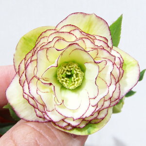 �y�v���~�A���w���{�z�@�����_������̃v���~�A���N���X�}�X���[�Y�@�q���ك_�u���r�@���g���A�t���f�B�[�e�@�C�G���[�s�R�e�B�[�@�J�Ԋ��@4�D5���|�b�g�A���@����1���I�yNO.211�z