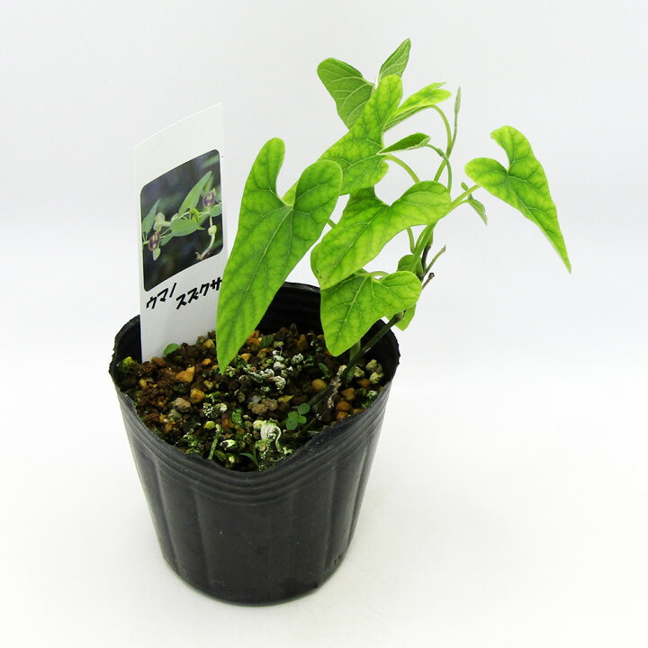楽天市場】□山野草□ 再入荷！ウマノスズクサ（馬の鈴草） Φ9～10