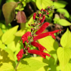 hpCibvZ[W@TrA@GKX S[ffVX10D5cm|bgc