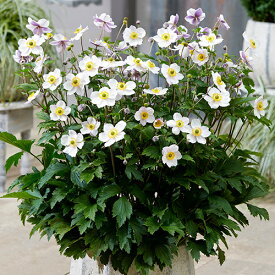 □宿根草□花期が長い！アネモネ　エルフィンスワン10．5cmポット苗