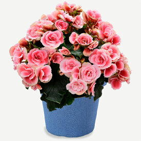 楽天市場 郵便局 母の日プレゼントの通販