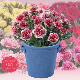 楽天市場 郵便局 母の日プレゼントの通販