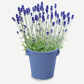 楽天市場 ラベンダー 鉢植えの通販