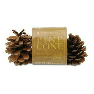  PINE CONE ܂ڂ(3) |   pCR[ f^PA   ܂ڂ  nX^[ bg `` PApi VRf @ېi ybg