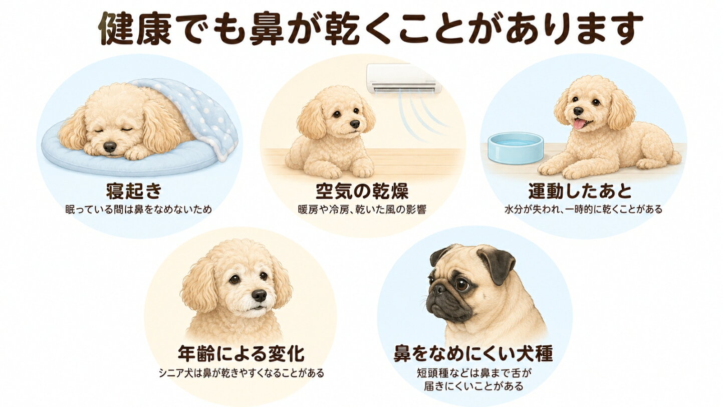 犬 鼻 乾い てる