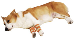 �y�e�B�I zuttone �����Ƃ� �V�����p ������\�h�T�|�[�^�[ �� �T�|�[�^�[ ���p�i �� �V�j�A���`���� �S���� ���̏�����\�h��֐߂̕ی�E�₦�΍�� �Z�ь� ���ь� Petio �V�j�A