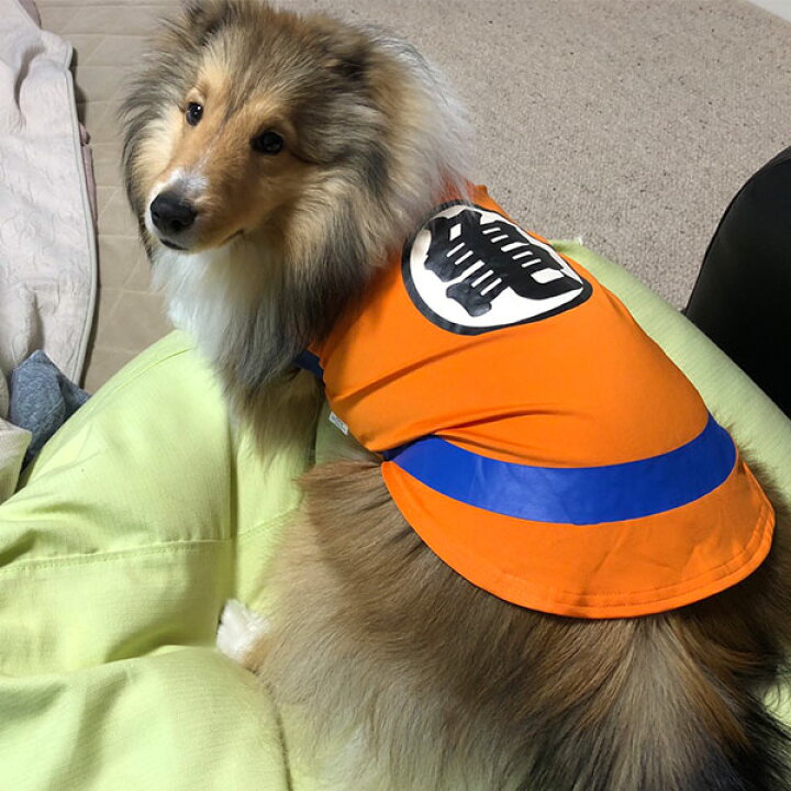 楽天市場 ペティオ ドラゴンボール なりきりウェア ワンちゃん用服 亀仙流道着 Ss 超小型犬 小型犬 ヨークシャーテリア ポメラニアン マルチーズ等 キャラペティ Dragon Ball 悟空になりきれる Petio Petio Online Shop 楽天市場店