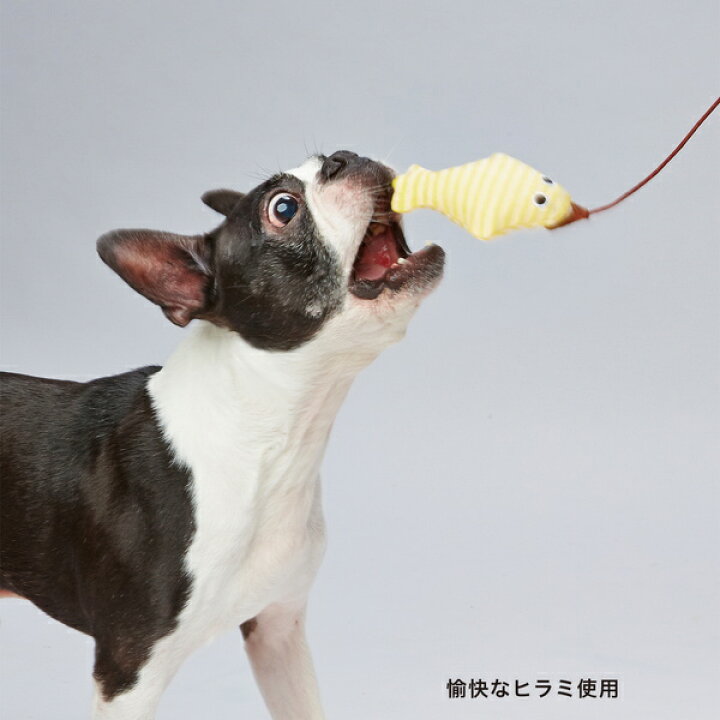 楽天市場 アドメイト ふわふわパピートイじゃらし 元気なワニオ 犬用おもちゃ 超小型犬 小型犬 じゃらし やわらか生地 Add Mate Petio Online Shop 楽天市場店