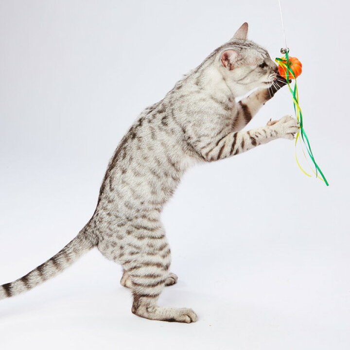 楽天市場 ペティオ 猫用おもちゃ お野菜猫じゃらし カボチャ 猫用おもちゃ オールステージ 全猫種 短毛猫 長毛猫 玩具 じゃらし Petio Petio Online Shop 楽天市場店