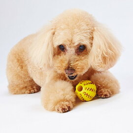 楽天市場 ペティオ 犬用おもちゃ Treats Lover ボール S 全年齢 超小型犬 小型犬 短毛犬 長毛犬 玩具 ボール Petio Petio Online Shop 楽天市場店