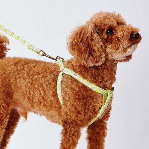 yeBI pn[lX tbV\tgn[lX S CG[ ^`10kg܂   RۉH zn Petio 