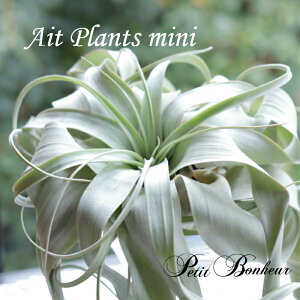 エアプランツ プレゼントの人気商品 通販 価格比較 価格 Com