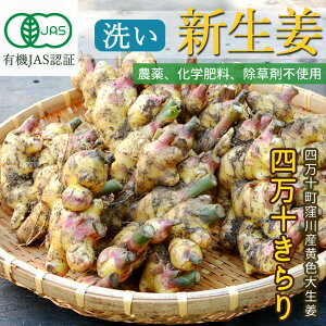 【窪川産直】 新生姜 2025 有機JAS 洗い 無農薬 生姜 1kg 黄色 大生姜 四万十きらり 有機栽培 有機生姜 高知産 国産 オーガニック しょうが 四万十町 窪川 高知県産 ショウガ 1キロ 無農薬有機栽