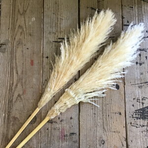 花 パンパスグラスの人気商品 通販 価格比較 価格 Com