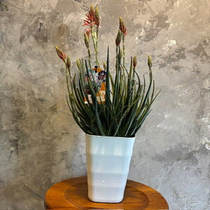 yԃAG@TCY̔5TCYz󏭂Ȕ