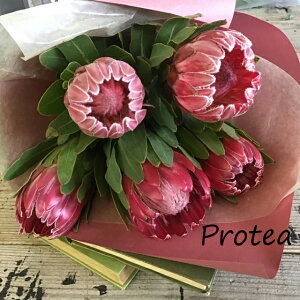 �v���e�A�̉ԑ��y���ԁz/�X���b�O�ɁIDIY/�J���g���[/���C���h�t�����[/�l�C�e�B�u�t�����[/�L�b�`�����֏����/�n���h���C�h/�C���X�^�f���ɁI�h���C�t�����[�ɁI