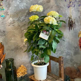 楽天市場 ハク フラワーアレンジメント 花 観葉植物 花 ガーデン Diyの通販