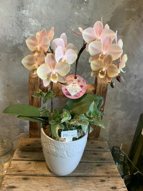 楽天市場 胡蝶蘭 花もちの通販