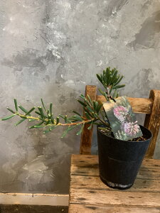ユーカリ 生花 生花の人気商品 通販 価格比較 価格 Com