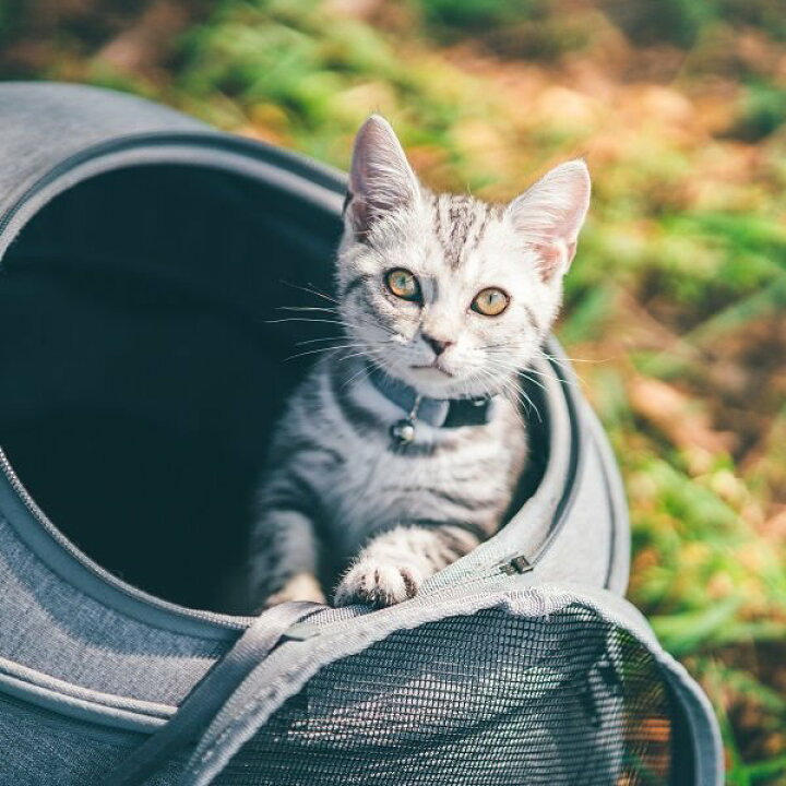 楽天市場】EGGY エギー リュック 兼 猫ハウス リュック型猫ハウス 