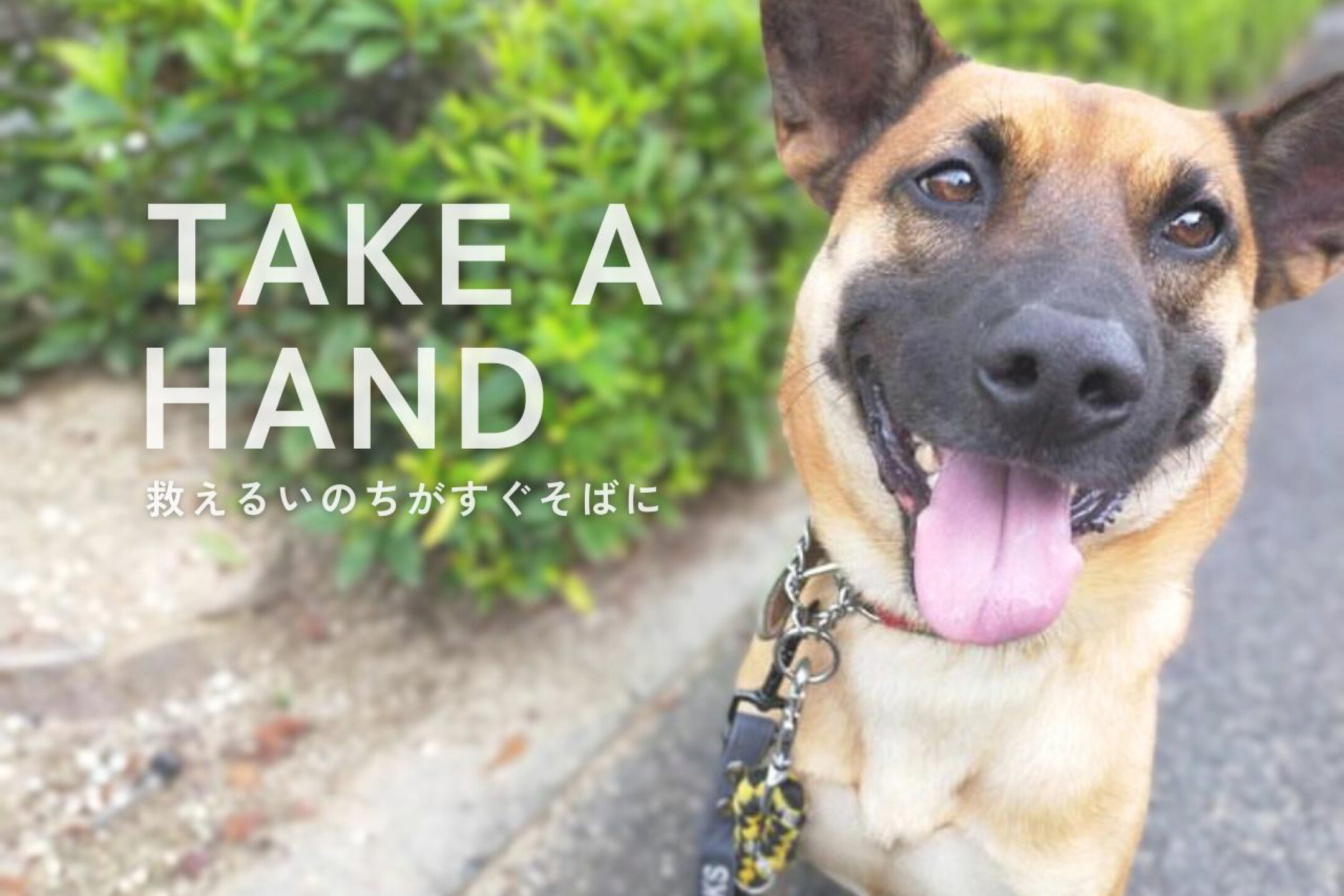 ペットライフポッター保護犬譲渡活動