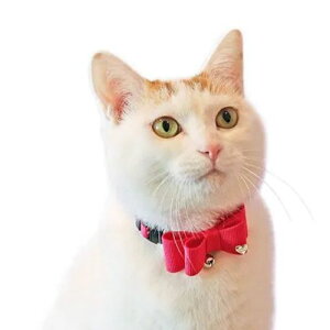 y[ցzCAT Amo.k A[NX Lbg@}[ J[ sN bh u[ S M TCY Lp  Z[teB[obN 810030