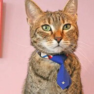 【メール便】CAT Amo.k アモワークス キャット　 星ネクタイ カラー レッド ブルー S M サイズ 猫用首輪 …