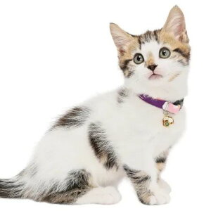 y[ցzCAT Amo.k A[NX Lbg@  J[ sN p[v S M TCY Lp Z[teBobN 810093