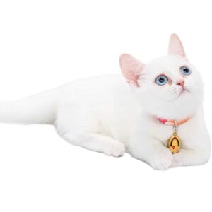 y[ցzCAT Amo.k A[NX Lbg@ ۂ肳 J[ bh u[ S M TCY Lp Z[teBobN 810121