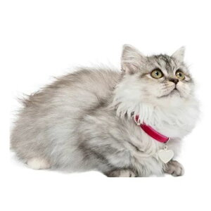 y[ցzCAT Amo.k A[NX Lbg@xAn[g J[ sN u[ S M TCY Lp Z[teBobN 810137