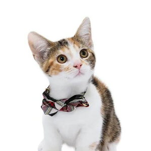 y[ցzCAT Amo.k A[NX Lbg@mG`FbN J[ It bh S M TCY Lp Z[teBobN 810079