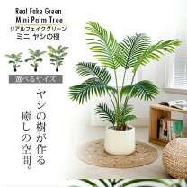 楽天市場】カナリーヤシ（花・ガーデン・DIY）の通販