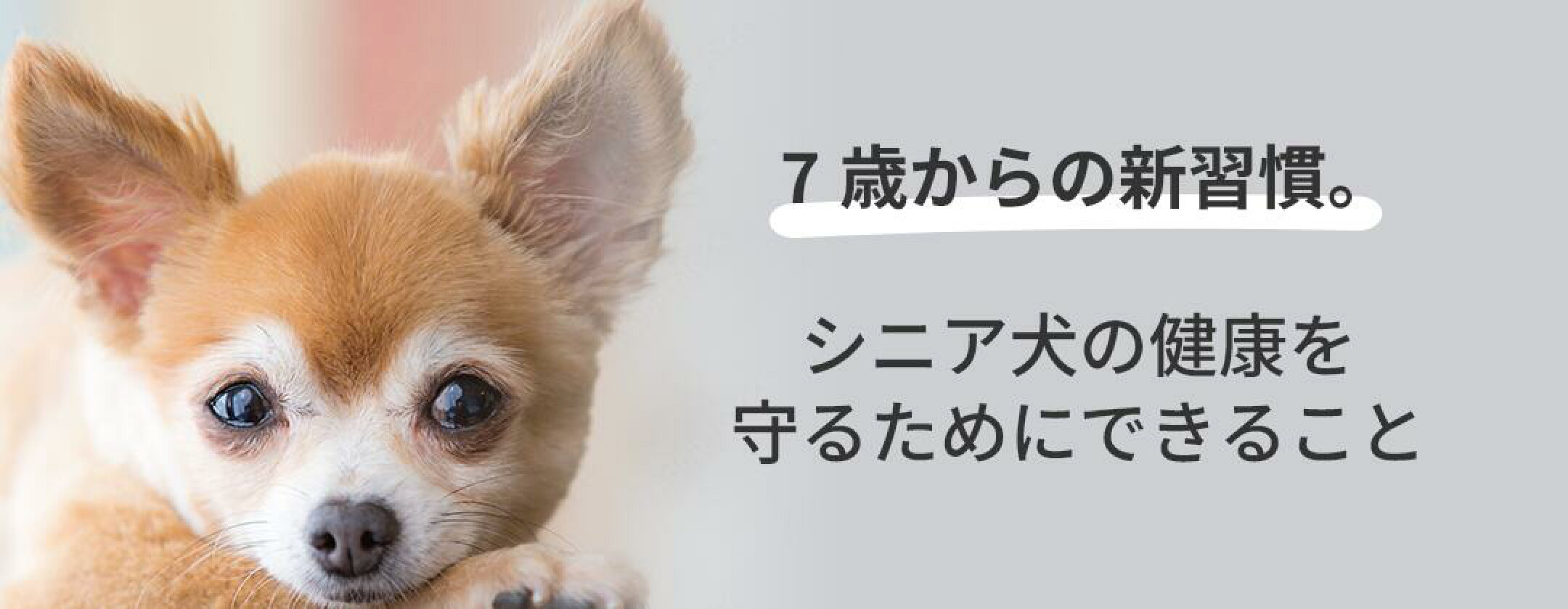 シニア⽝の健康を守るためにできること