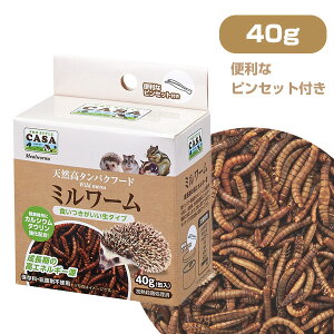 }J@CASA@Chj[@~[ 40giʓjisZbgtjiT1jnlY~ K nX^[ X  pi GT a t[h HiNKjy񂹁z