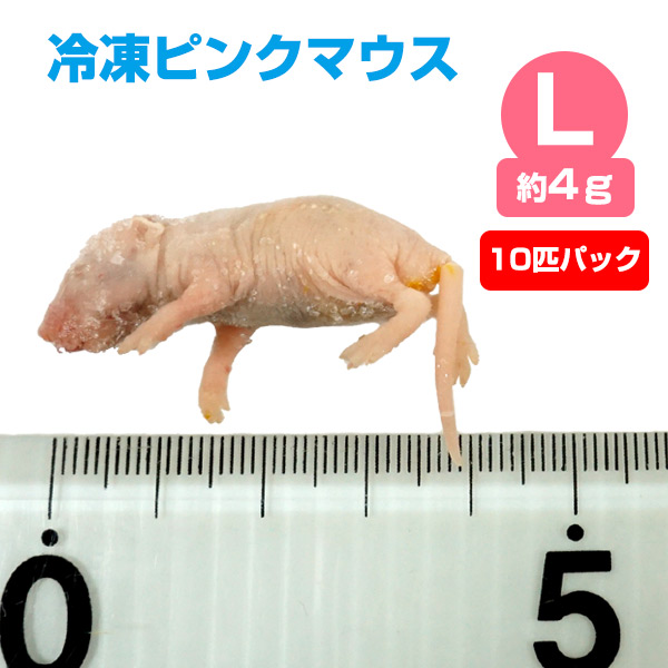 楽天市場】【冷凍】冷凍ピンクマウス Lサイズ（約4g）10匹パック