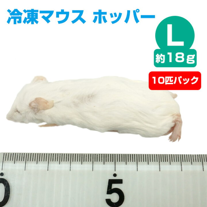 楽天市場】【冷凍】冷凍マウス ホッパー Lサイズ（約18g）10匹パック 