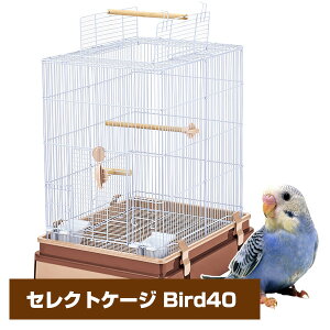 }J@CASA@ZNgP[W Bird 40iT1j^CR tB`   P[W Q[W  nEX iNKjy񂹁z