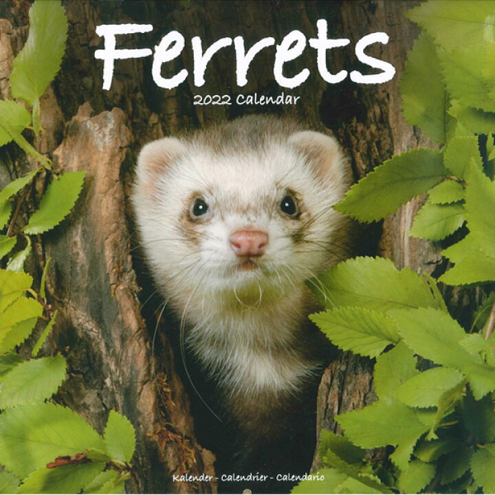 楽天市場 お買い得 50 Off Kp キンペックス 22 フェレットカレンダー カレンダー フェレット カレンダー22 壁掛け 雑貨 グッズ 写真 かわいい 小動物 アニマル 月めくり イタチ フェレットワールド 楽天市場店