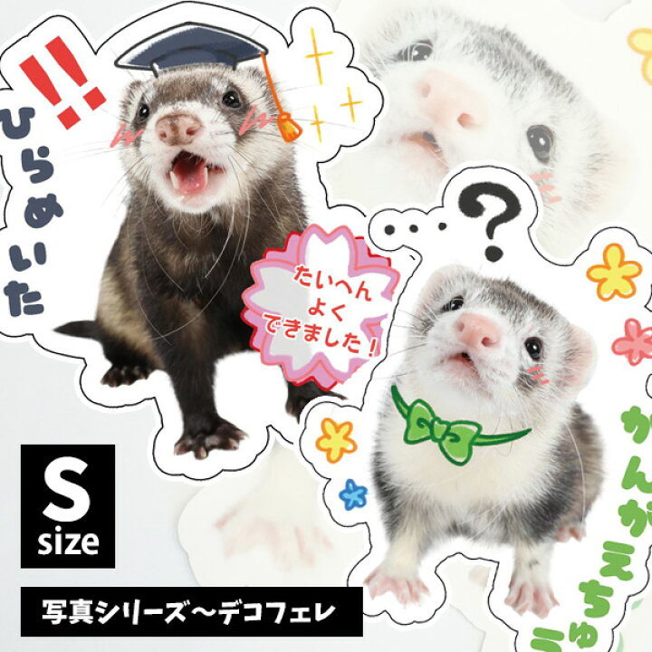 楽天市場 ゆうパケットok メール便 オリジナルフェレットステッカー 写真シリーズ デコフェレ Sサイズフェレット イタチ 鼬 ステッカー シール Uv加工 防水 デコレーション イラスト キャラクター かわいい おもしろい グッズ フェレットワールド 楽天市場店