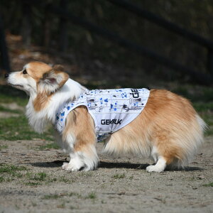 yGEWALK@WEH[NzN[O^NgbvyL XLz  Ck DOG  AEghA